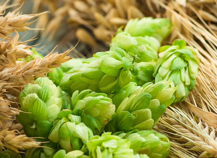 Grüne Hopfenblüten liegen zwischen goldenen Weizenhalmen. Die Anordnung zeigt eine Mischung aus verschiedenen Getreidesorten.