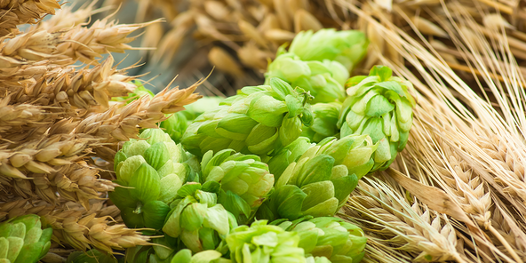 Grüne Hopfenblüten liegen zwischen goldenen Weizenhalmen. Die Anordnung zeigt eine Mischung aus verschiedenen Getreidesorten.