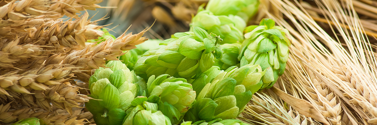 Grüne Hopfenblüten liegen zwischen goldenen Weizenhalmen. Die Anordnung zeigt eine Mischung aus verschiedenen Getreidesorten.